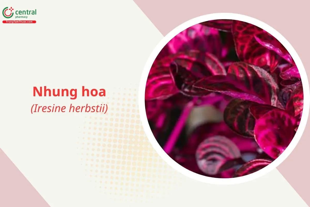 Nhung hoa