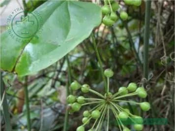Khúc khắc
