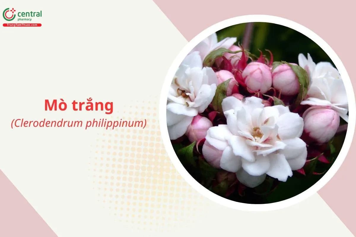Mò Trắng