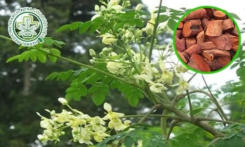 Dây lửa ít gân