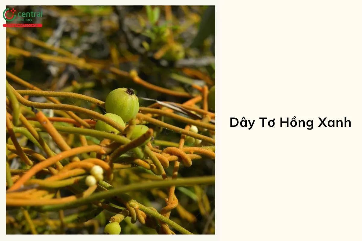 Dây Tơ Hồng Xanh