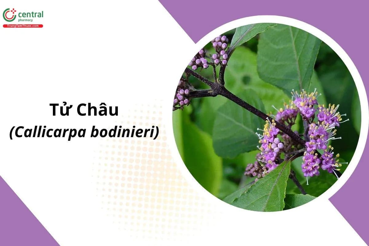 Tử Châu