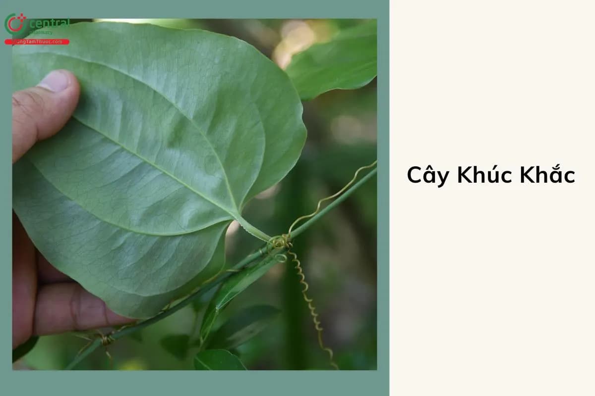 Khúc Khắc