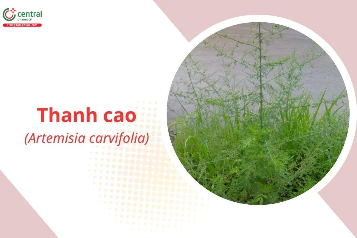 Thanh Cao