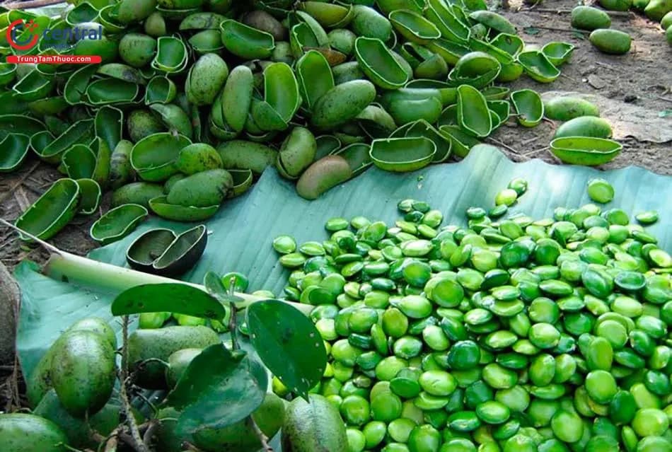 Hạt Griffonia