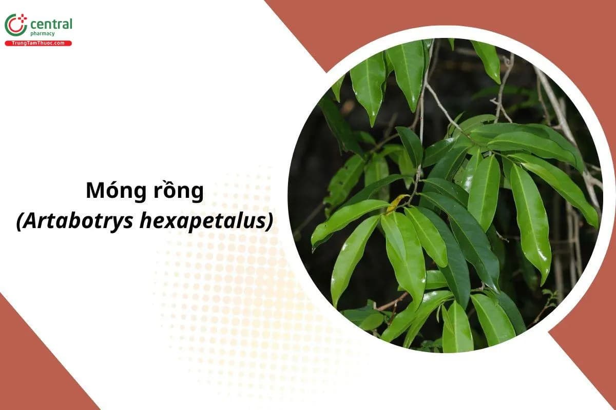 Móng Rồng