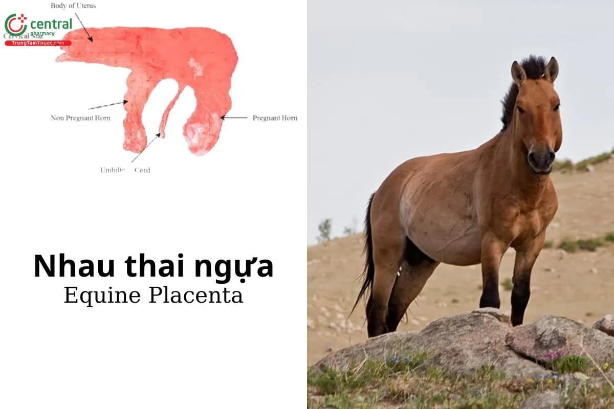 Nhau thai ngựa