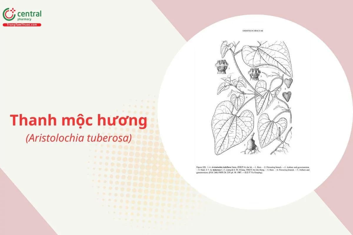 Thanh Mộc Hương