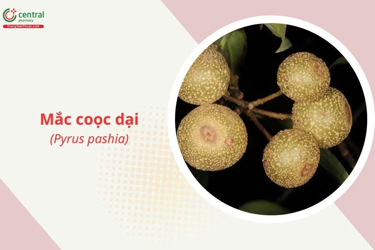 Mắc coọc dại