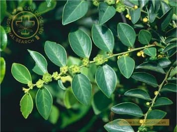 Bồ cu vẽ