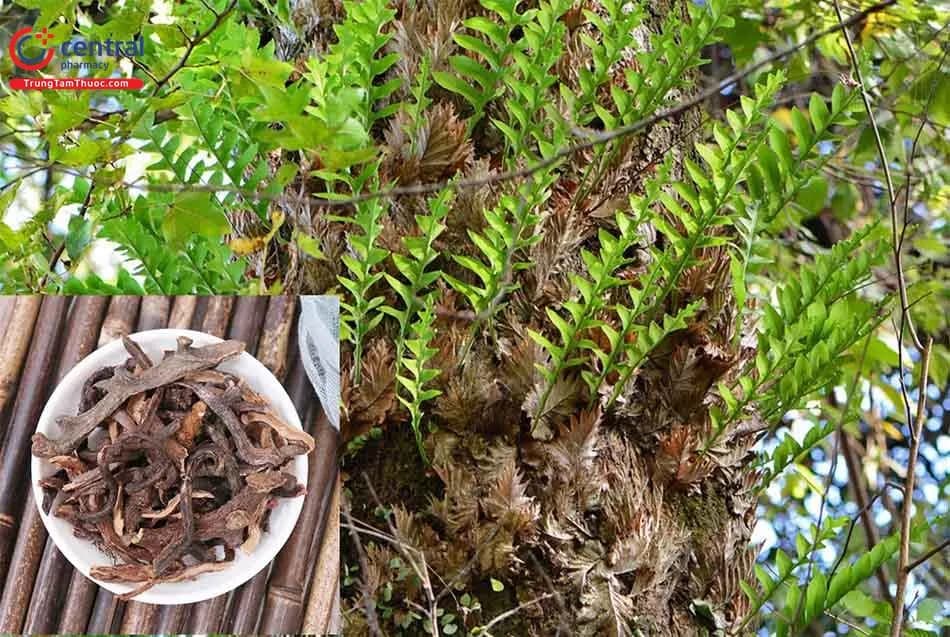 Cốt Toái Bổ