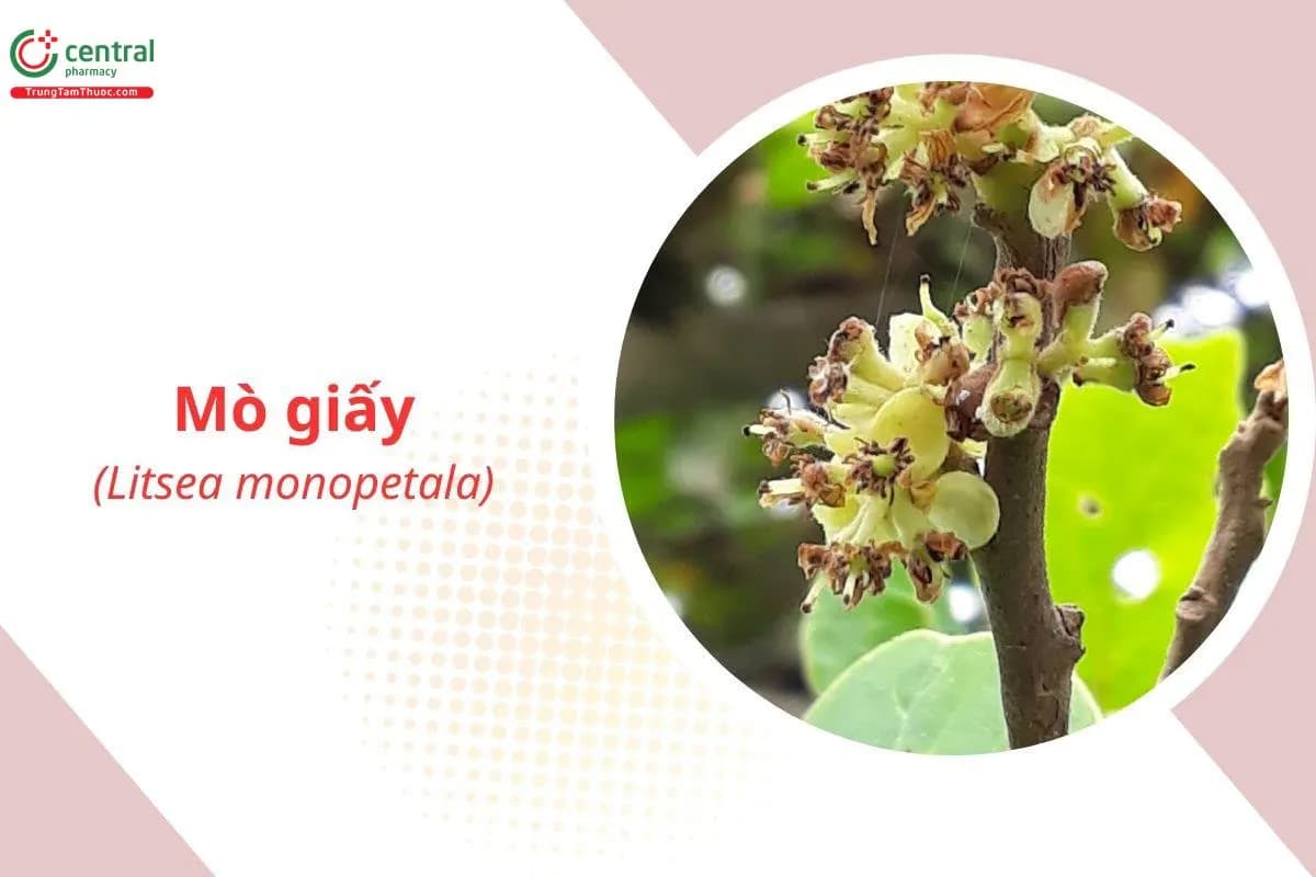 Mò Giấy