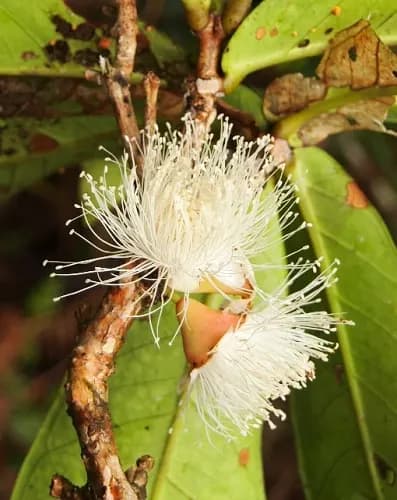 Đơn tướng quân