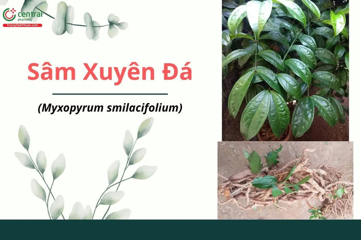 Sâm xuyên đá
