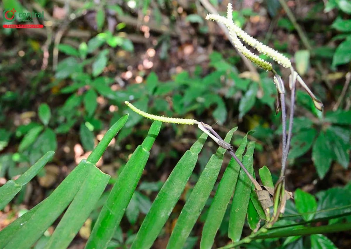 Chân Rết