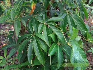 Kẹn