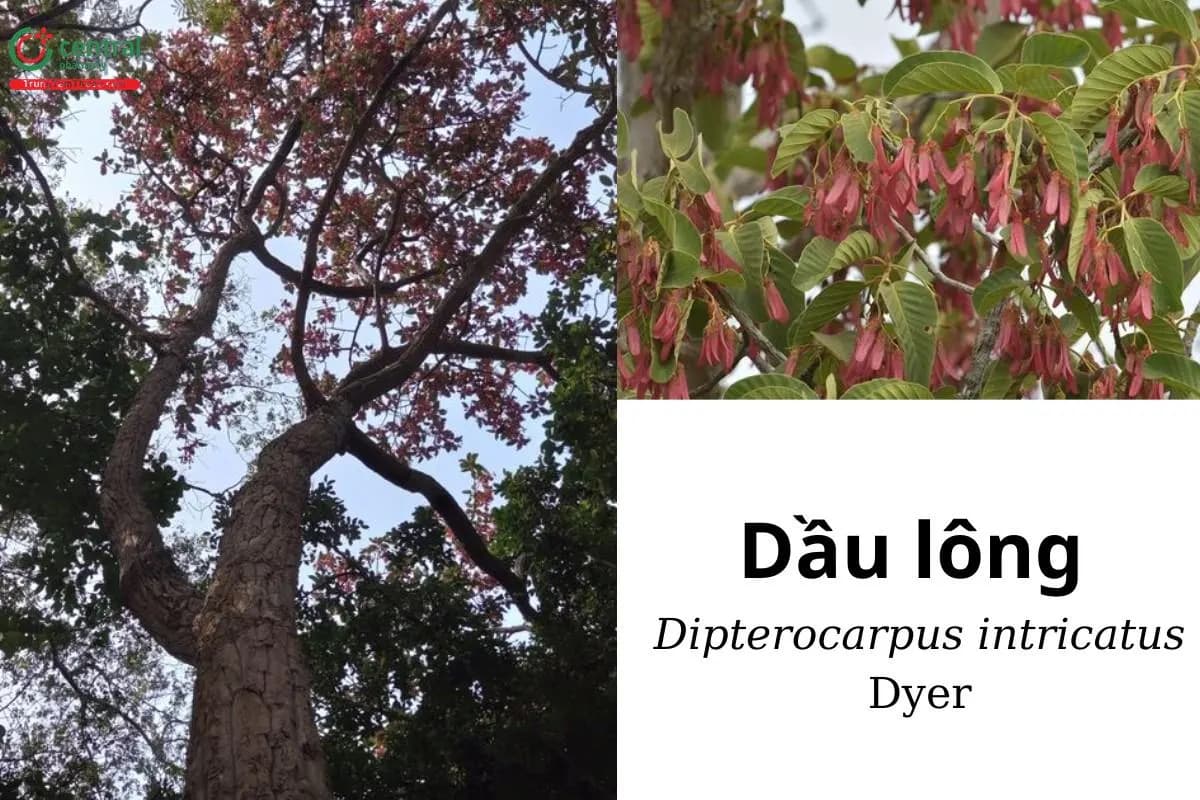 Dầu lông