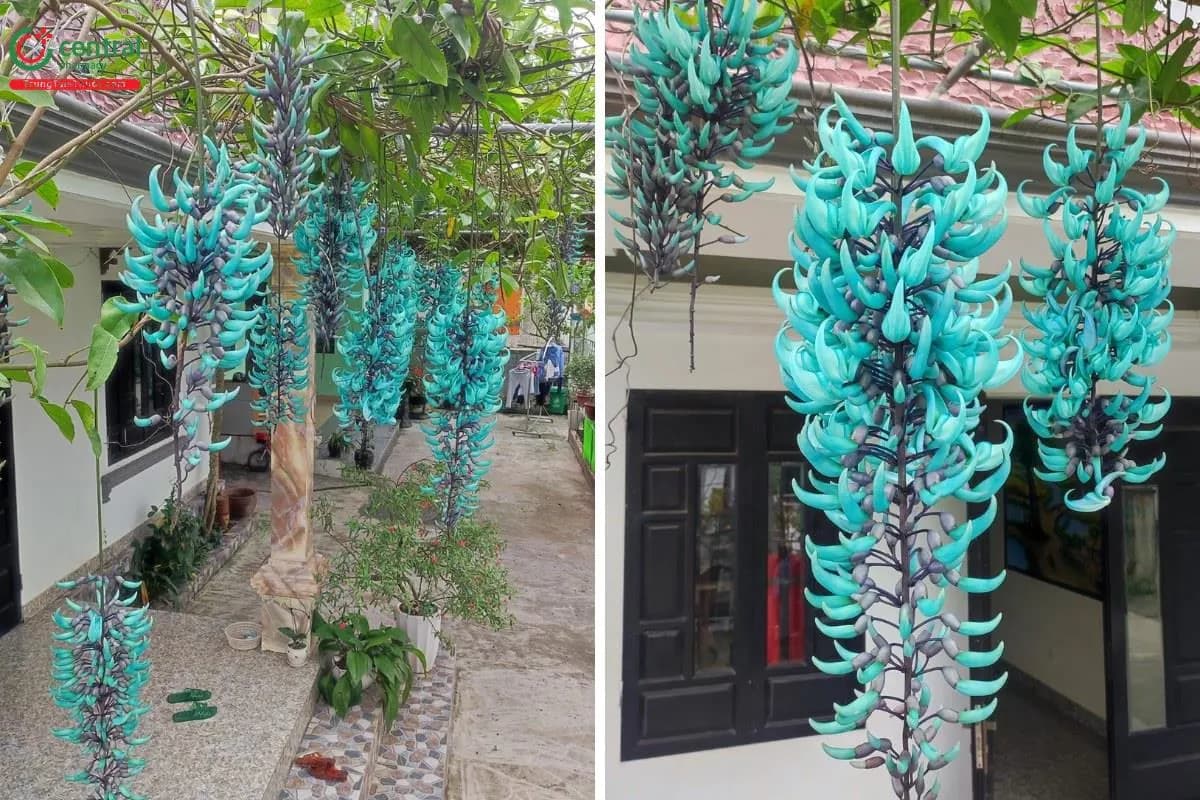 Móng Cọp Xanh