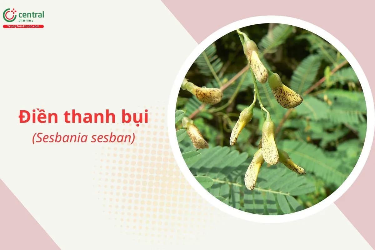 Điền Thanh Bụi