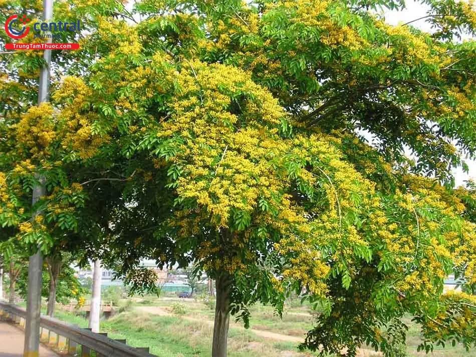 Giáng Hương