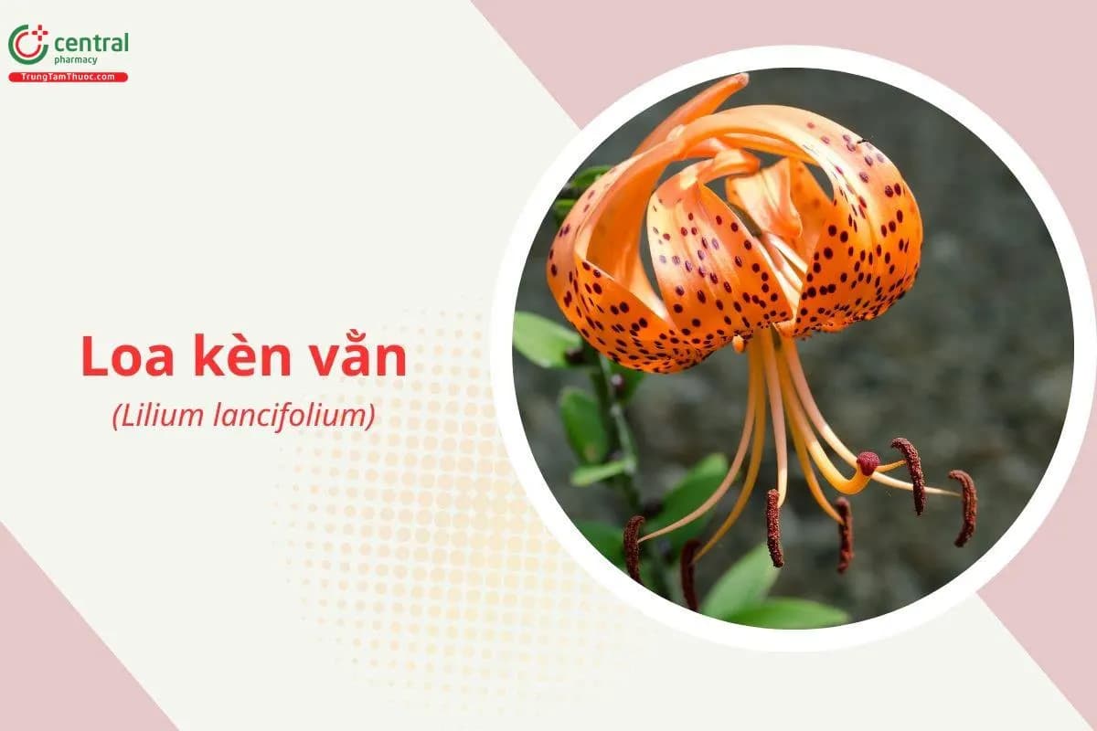 Loa kèn vằn
