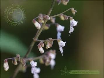 Cỏ mật gấu