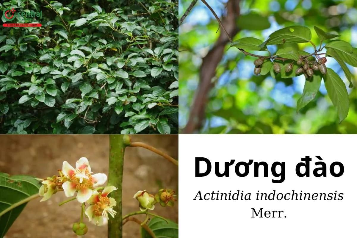 Dương đào