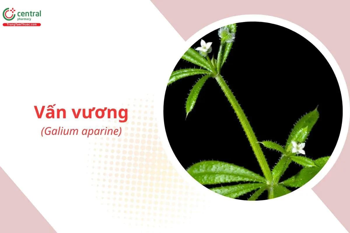 Vấn Vương