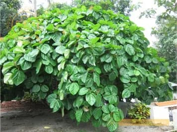 Uy linh tiên
