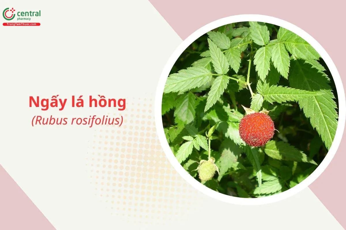 Ngấy lá hồng