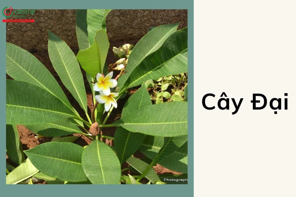 Cây Hoa Đại