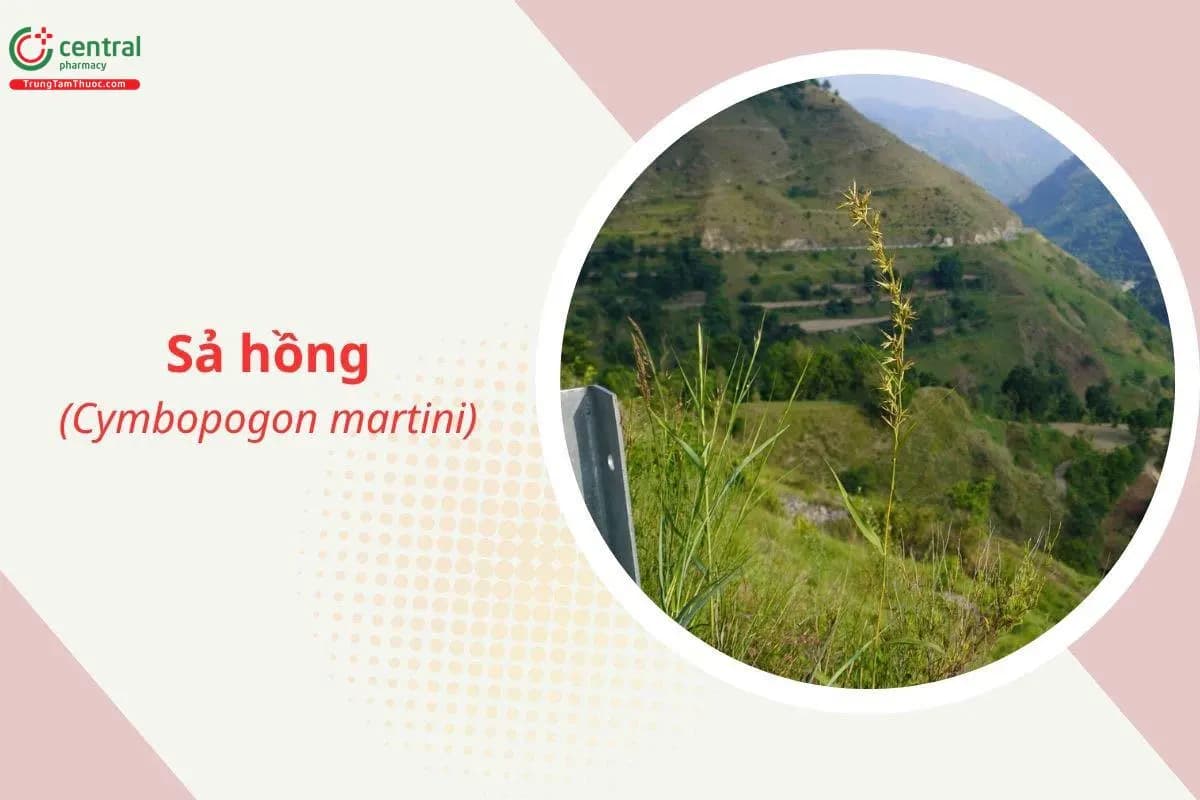 Sả hồng