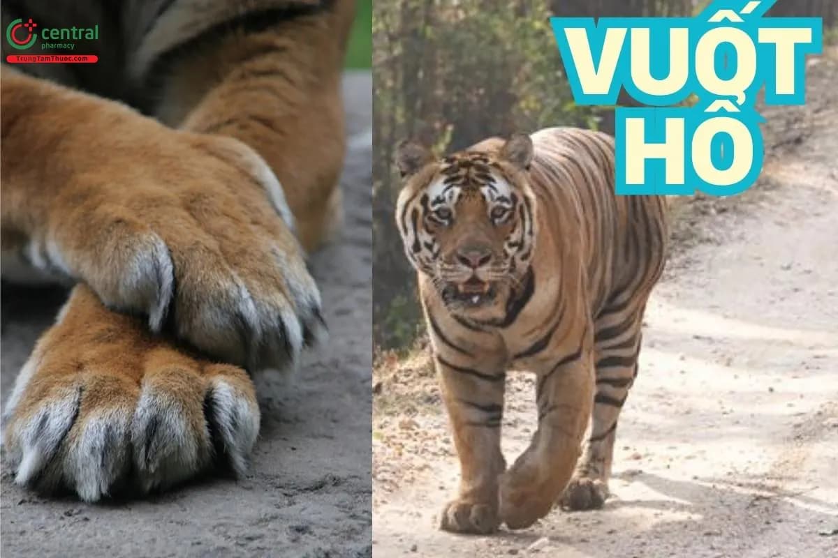 Vuốt hổ