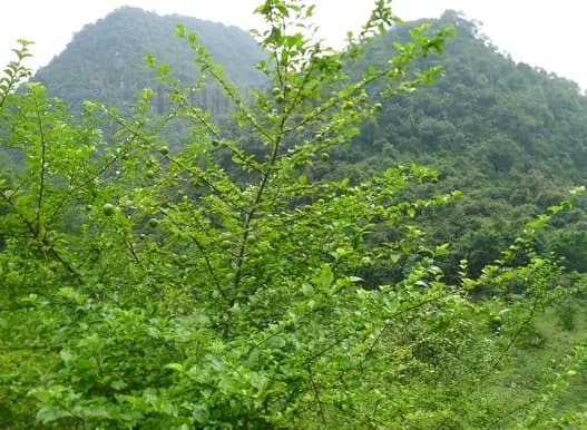 Găng trâu