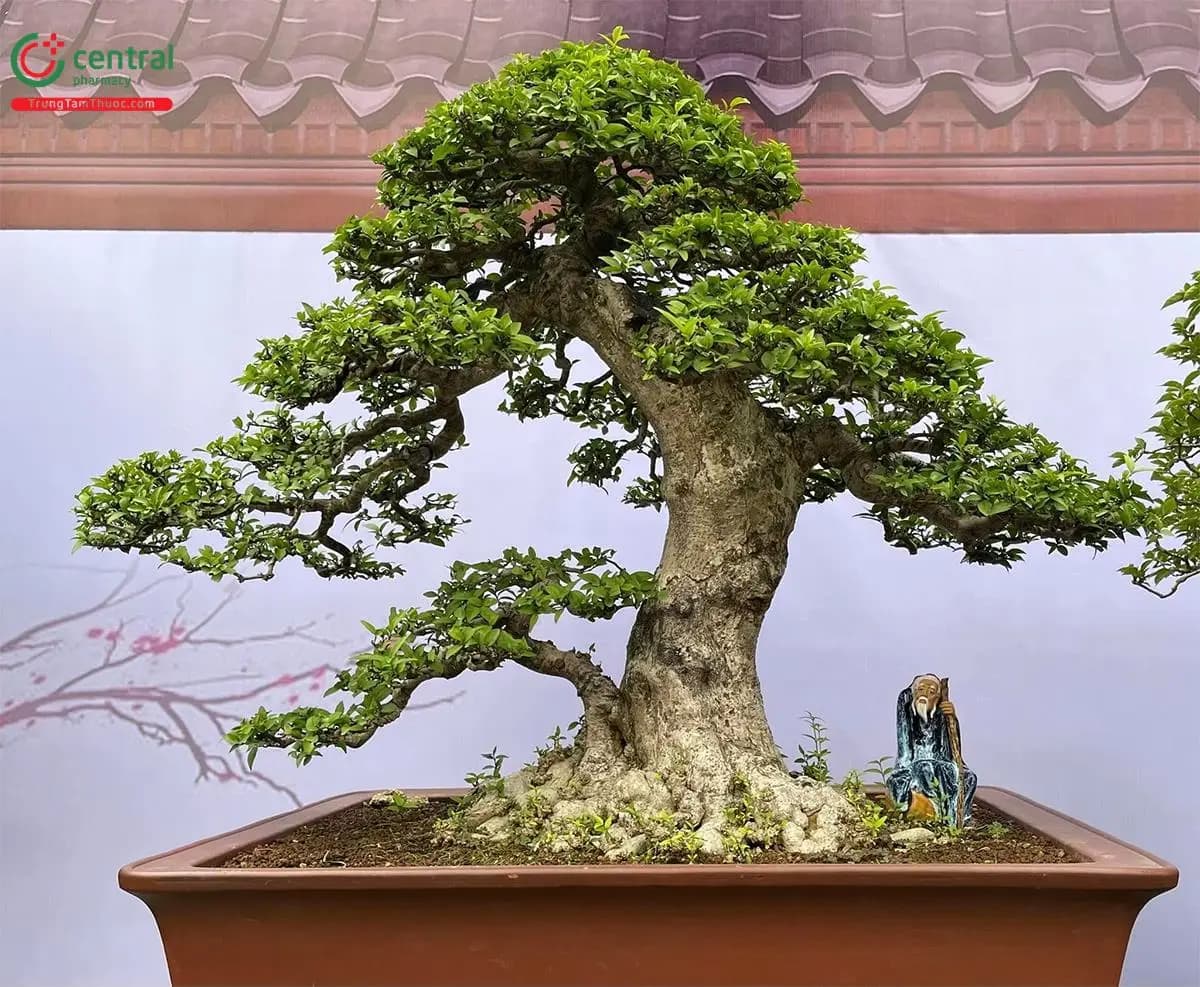 Mai chiếu thủy