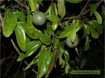 Cho CURARƠ