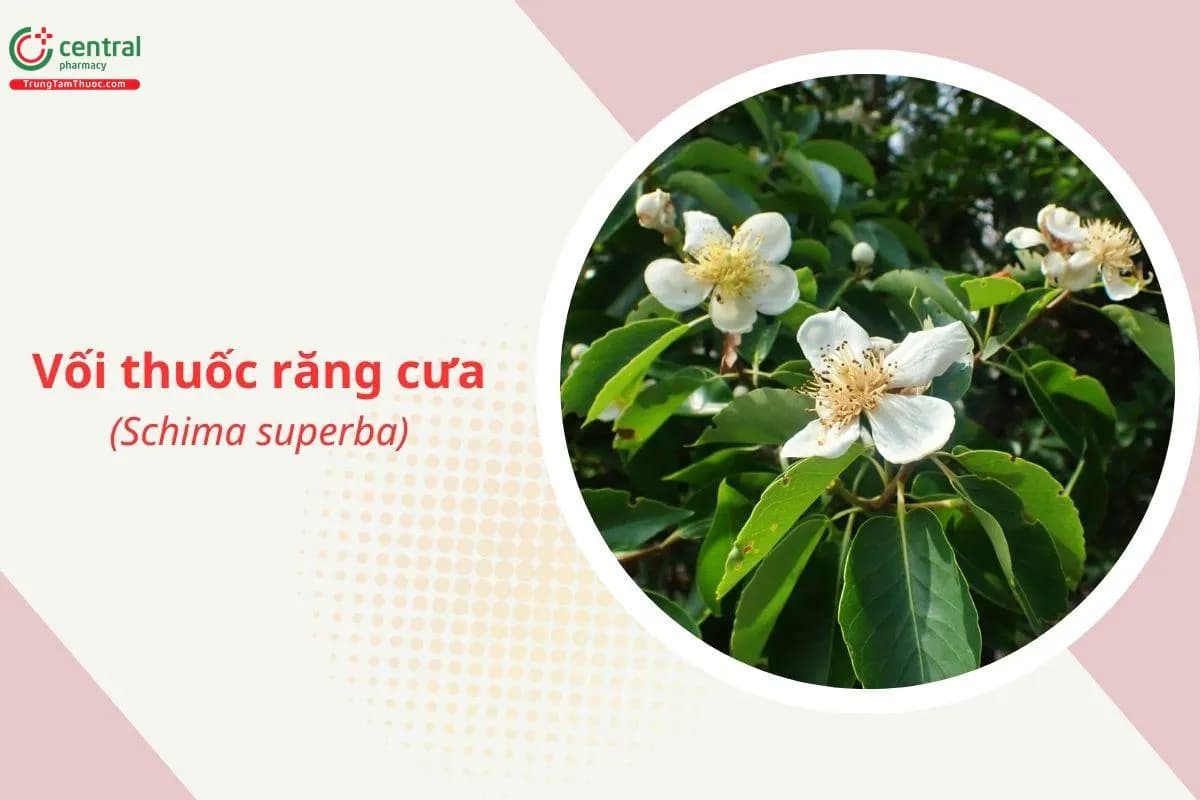 Vối thuốc răng cưa
