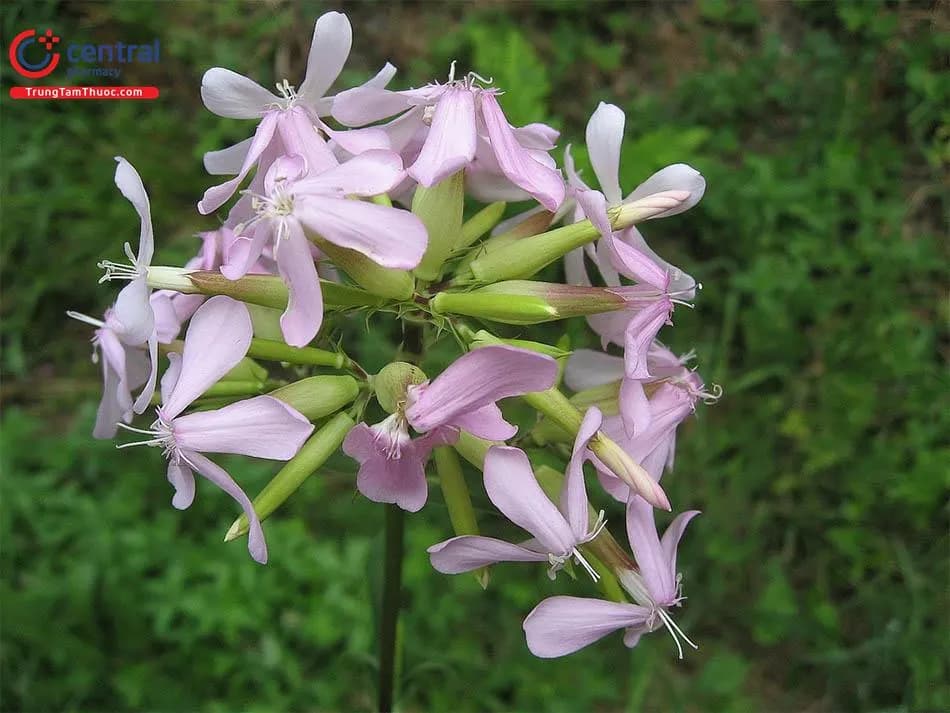 Tạo Phì Thảo