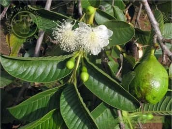 Cây Ổi (Guava)