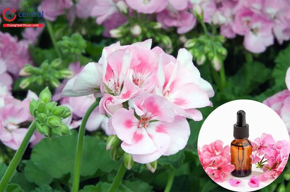 Phong Lữ (thiên trúc quỳ) - Pelargonium hortorum Bailey