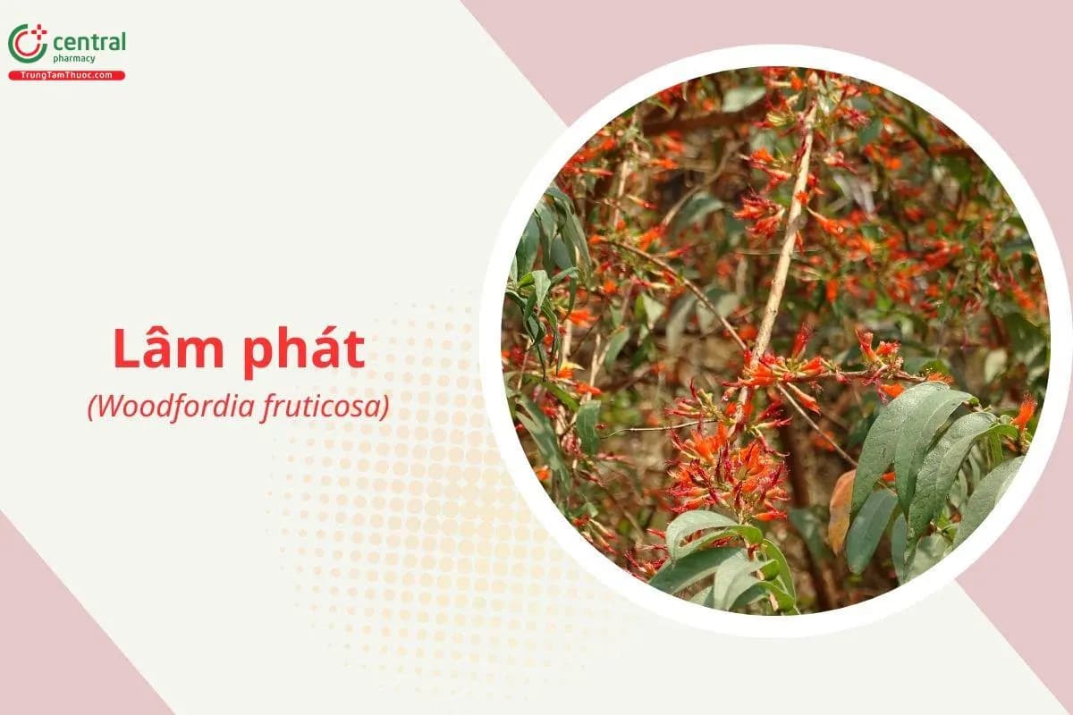 Lâm phát