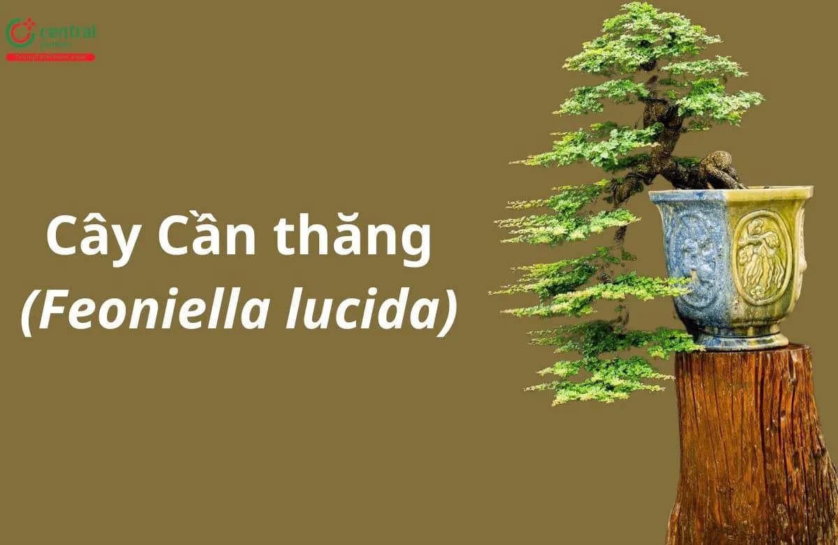 Cần Thăng