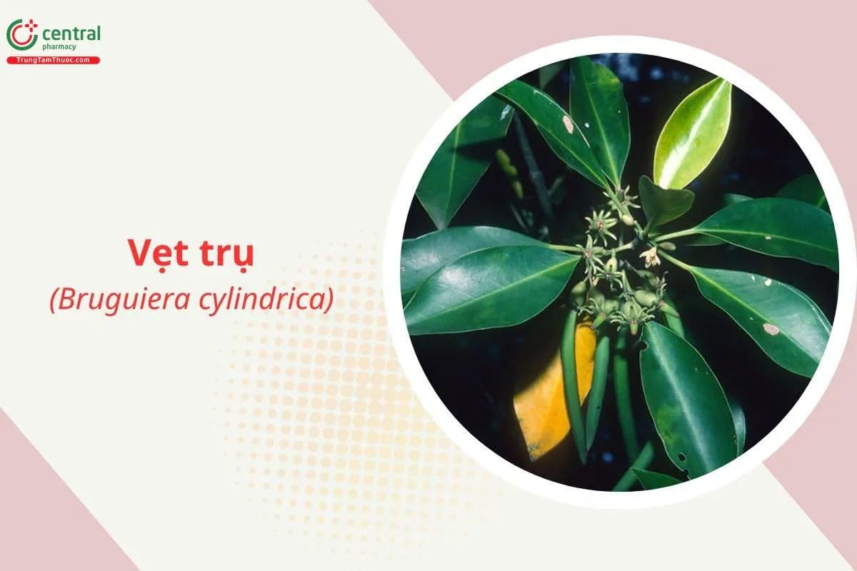 Vẹt trụ