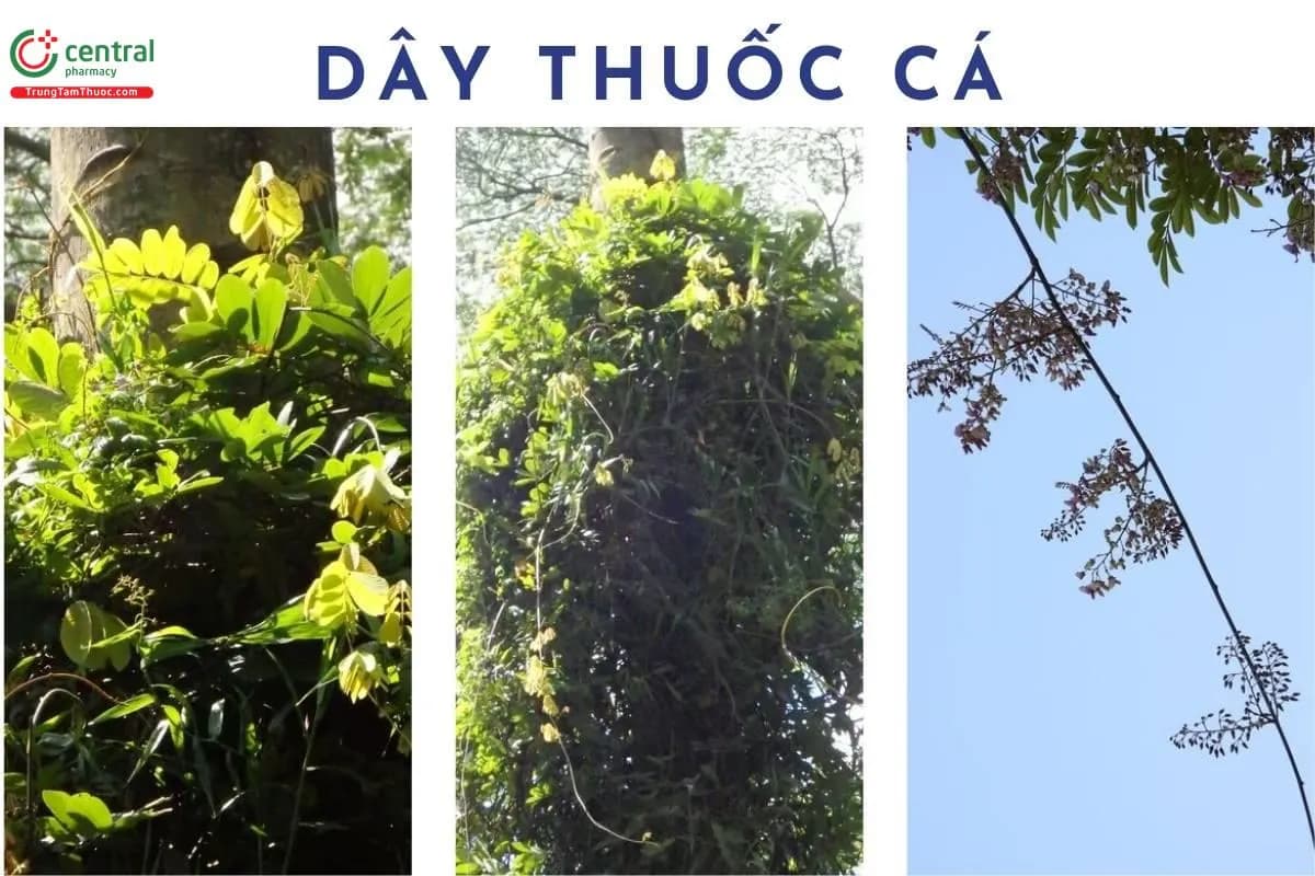 Dây Thuốc Cá
