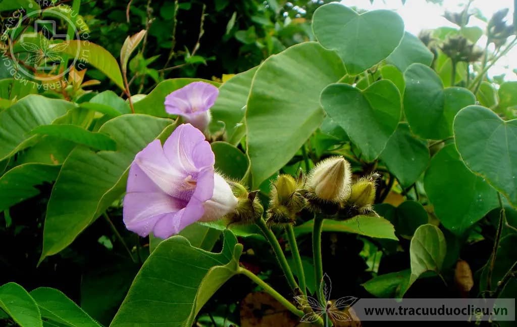 Bạc thau hoa đầu