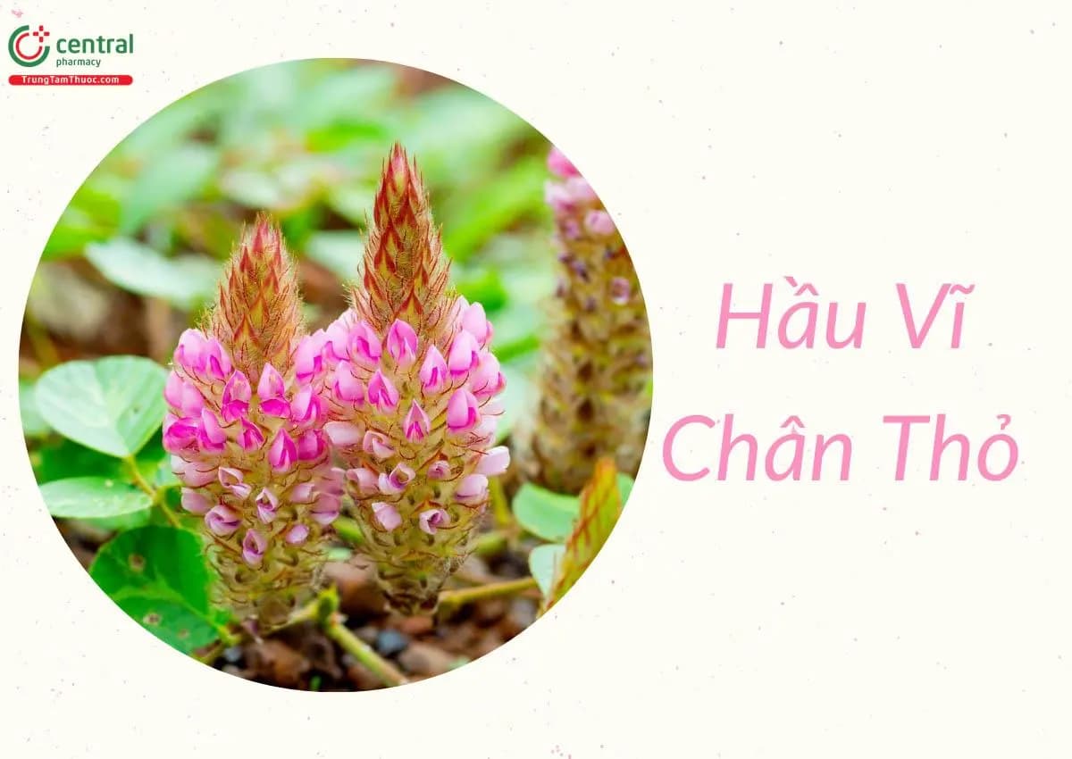 Đuôi Chồn Chân Thỏ
