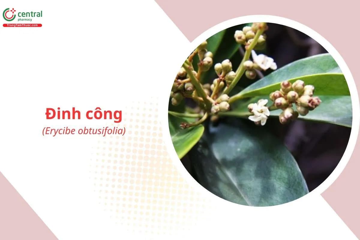 Đinh Công