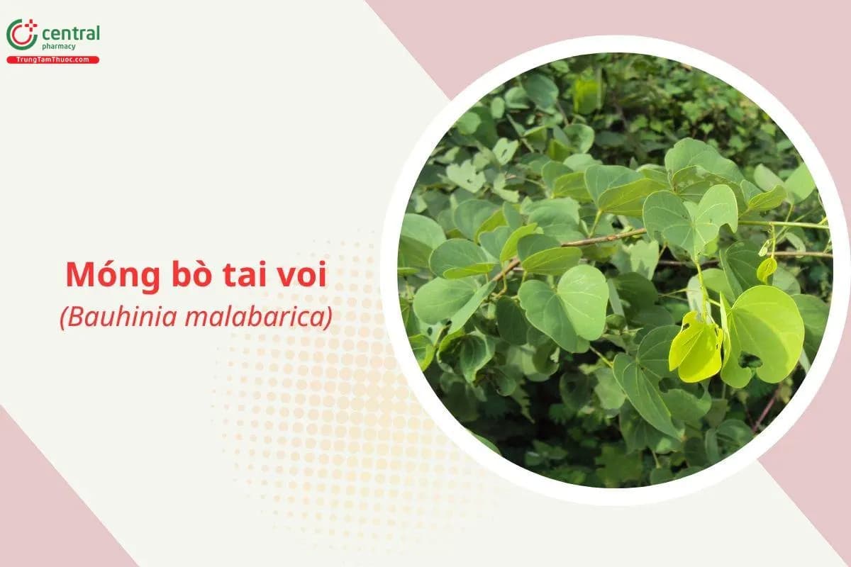 Móng bò tai voi