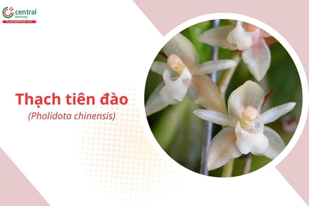 Thạch Tiên Đào