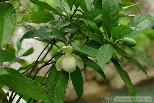 Dạ hợp